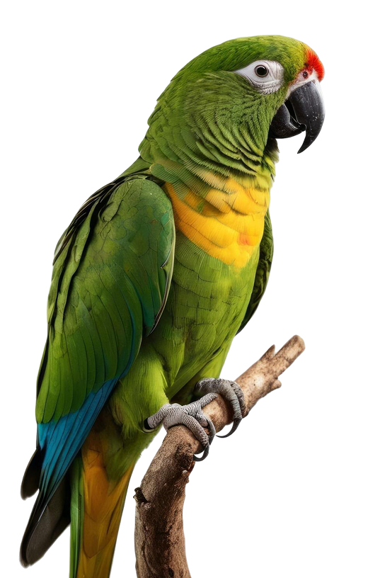 Macaw parrot perched on a branch