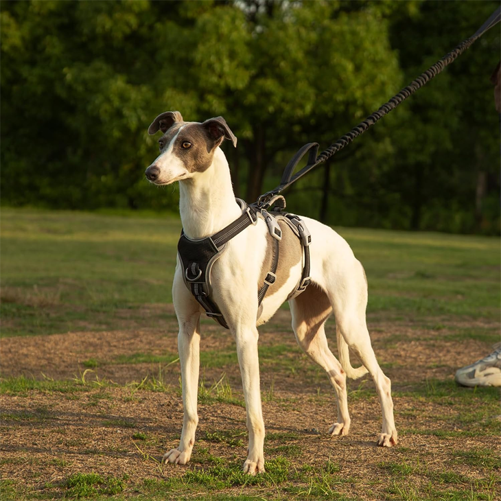 Shadow Guard Reflective Escapeproof Dog Harness