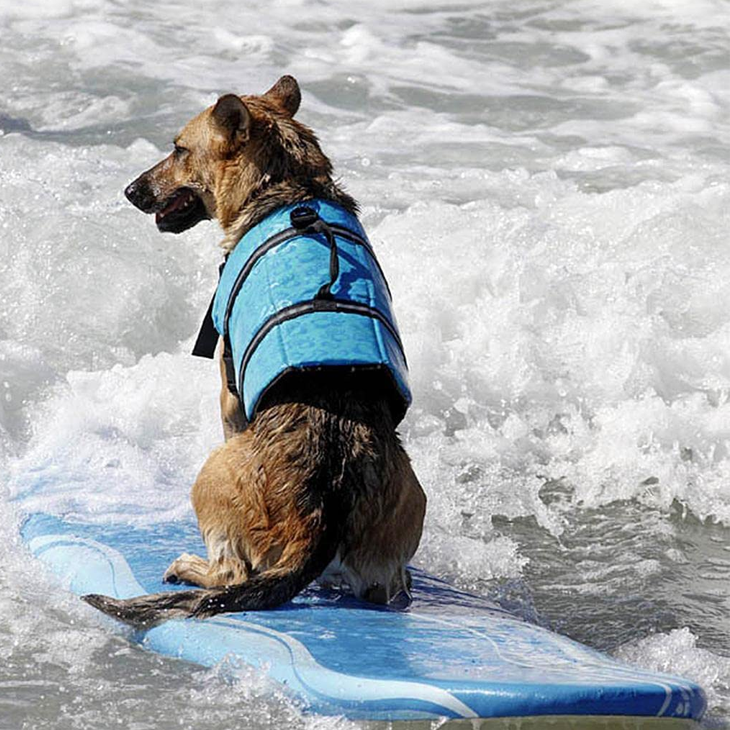 Blue Reflective Aquatic Dog Safety Vest